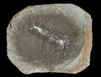 Unidentified Fossil Shrimp (Pos/Neg) - Mazon Creek #70623-2